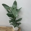 Picture of Philodendron hastatum and pot cover