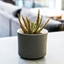 Picture of Aloe Dannyz and pot cover