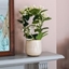 Picture of Stephanotis floribunda and pot cover