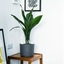 Picture of Aspidistra elatior and pot cover