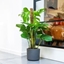 Picture of Monstera deliciosa on a moss pole and pot cover