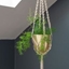 Picture of Macrame hanger with brushed brass pot