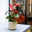 Picture of Anthurium Coral Champion and pot cover