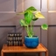 Picture of Monstera deliciosa and pot cover