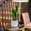 Picture of Sansevieria zeylanica and pot cover