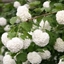 Picture of Viburnum opulus Roseum