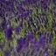 Picture of Lavandula angustifolia Hidcote
