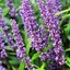 Picture of Liriope muscari