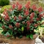 Picture of Skimmia japonica Rubella