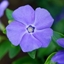 Picture of Vinca minor Bowles's Variety