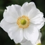 Picture of Anemone × hybrida Honorine Jobert