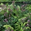Picture of Astrantia and Dryopteris plant combination