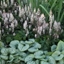 Picture of Tiarella and Brunnera plant combination