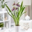 Picture of Zygopetalum Trozy Blue and pot cover