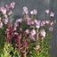 Picture of Pink and purple plant combination