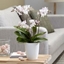 Picture of Phalaenopsis Blush Pink Willd Orchid and pot cover