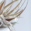 Picture of Tillandsia capitata Peach