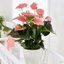 Picture of Anthurium Pink Champion (PBR) and pot cover