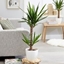Picture of Yucca elephantipes and pot cover