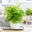 Picture of Adiantum raddianum Fragrantissimum and pot cover