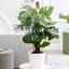 Picture of Monstera deliciosa on a moss pole and pot cover
