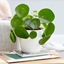 Picture of Pilea peperomioides and pot cover