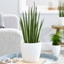 Picture of Sansevieria bacularis Mikado and pot cover