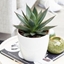 Picture of Agave Shaka Zulu and pot cover