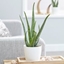 Picture of Aloe vera and pot cover