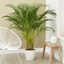 Picture of Dypsis lutescens and pot cover