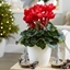 Picture of Cyclamen Rainier Scarlet & pot cover