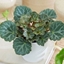 Picture of Saxifraga Bottle garden / terrarium plant and pot cover