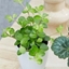 Picture of Peperomia Bottle garden / terrarium plant and pot cover