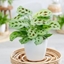 Picture of Maranta leuconeura and pot cover