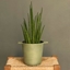 Picture of Sansevieria bacularis Mikado and cast aluminium pot cover
