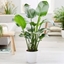Picture of Strelitzia nicolai and pot cover