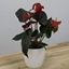 Picture of Anthurium Coral Champion and pot cover