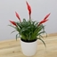 Picture of Vriesea 'Astrid' and pot cover