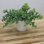 Picture of Phlebodium aureum Davana and pot cover