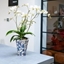 Picture of Phalaenopsis White Willd Orchid and pot cover