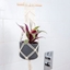 Picture of Tradescantia spathacea Sitara and pot cover