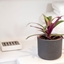 Picture of Tradescantia spathacea Sitara and pot cover