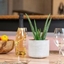 Picture of Aloe vera and pot cover