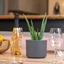 Picture of Aloe vera and pot cover