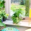 Picture of Asparagus setaceus and pot cover
