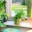 Picture of Asparagus setaceus and pot cover