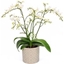 Picture of Phalaenopsis White Willd Orchid and pot cover