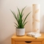 Picture of Sansevieria kirkii Friends and pot cover