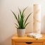 Picture of Sansevieria kirkii Friends and pot cover