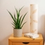 Picture of Sansevieria kirkii Friends and pot cover